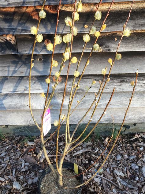 Salix Discolor Pussy Willow Catskill Native Nursery Catalog