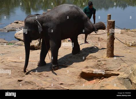 Elephant in an sri lankan orphanage Stock Photo - Alamy