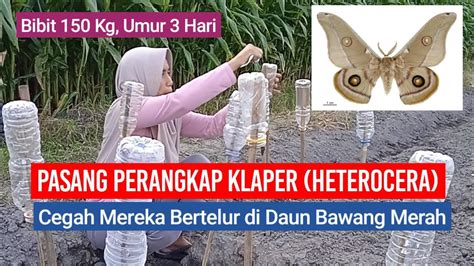 Pasang Perangkap Klaper Heterocera Cegah Mereka Bertelur Di Daun