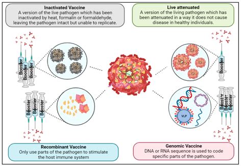 Flavivirus vaccine strategies. | Download Scientific Diagram