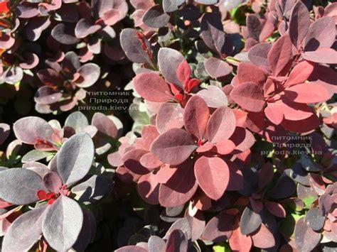 Барбарис Тунберга Ред ДиДжей Купить Киев цена фото описание Барбариса ...