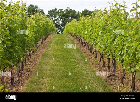 Grand pre winery nova scotia hi-res stock photography and images - Alamy