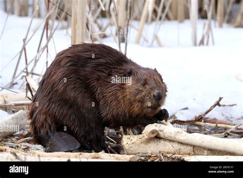 Beavers In Winter Eating Bark Stock Photo Alamy