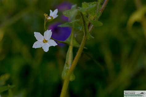 Plant of the Month - Woodland Star