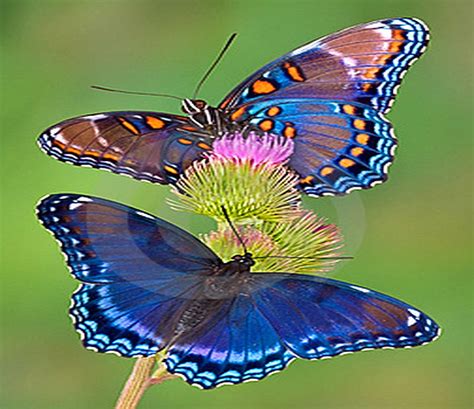 Blue Pair Butterflies Blue Plant Pair Hd Wallpaper Peakpx