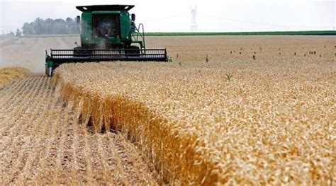 Centre Agrees To Reschedule Wheat Procurement In Punjab India News