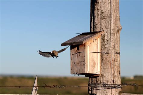 Nest Box Building — Mountain Bluebird Trails Conservation Society