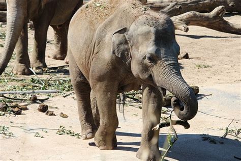 Elefant Däggdjur Vilda Djur Och Gratis foto på Pixabay Pixabay