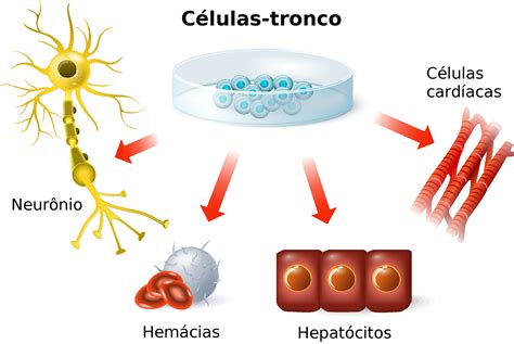 Células Tronco Biologia Infoescola