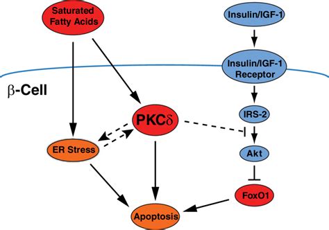 Potential sites of action of PKC in regulating-cell apoptosis due to ... 