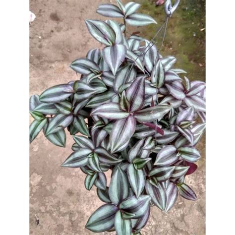 Jual Tanaman Hias Gantung Tradescantia Zebrina Shopee Indonesia