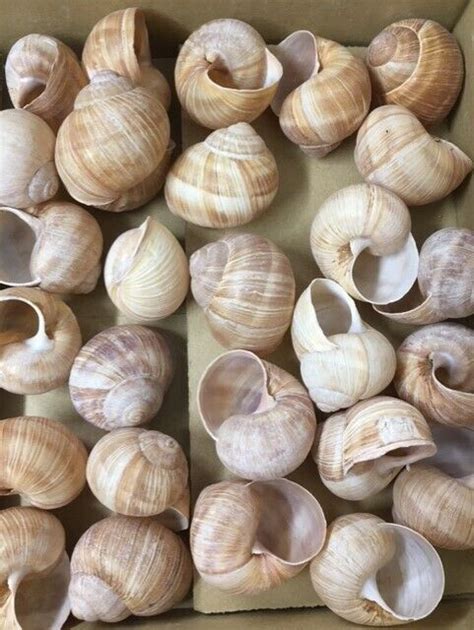 Escargot Snail Shells Empty Premium Jumbo Large 12 Pieces Ebay