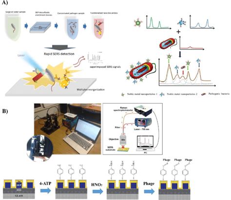 SERS Based On Site Detection Of Bacteria A SERS Based Detection Of E