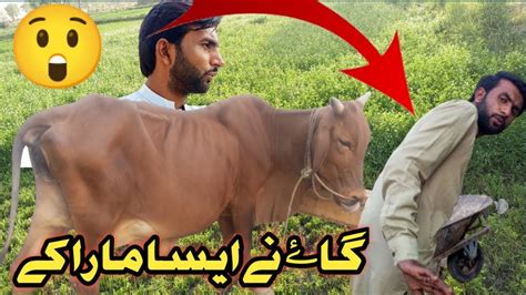 Gay Ne Aisa Mara Ke Chhathi Ka Dudh Yad A Gaya Bahut Khatarnak Hai Yah Gay Bahut Marti Hai