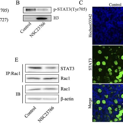 Rac Induces Stat Nuclear Translocation By Direct Binding A Western