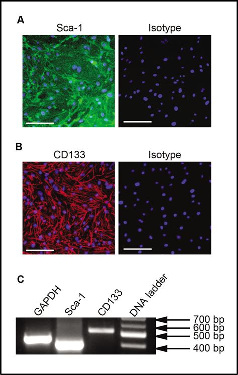 Bend Cells Express Progenitor Cell Markers A And B Representative