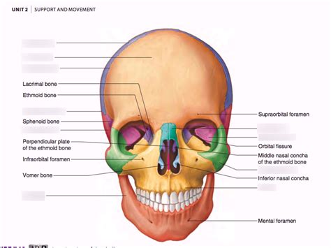 Axial Skeleton: Skull Diagram | Quizlet