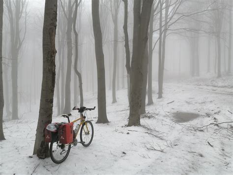 Snow-covered Trees · Free Stock Photo