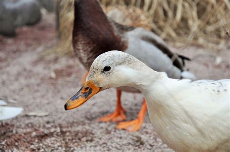 Duck Farmyard Farm - Free photo on Pixabay - Pixabay