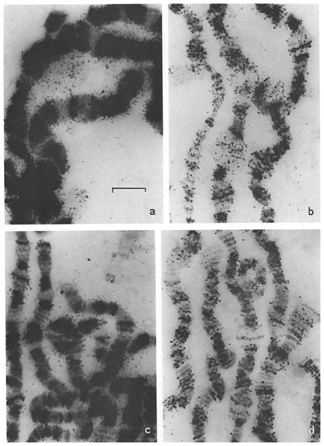 a-d. Examples of the typical (a, e) and the variant (b, d) 3D (a, b ... 