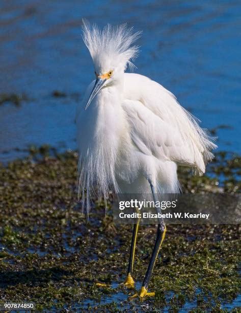 178 Funny Egret Stock Photos High Res Pictures And Images Getty Images