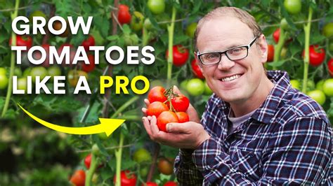 5 Secrets To Growing Amazing Tomatoes That Really Work Youtube