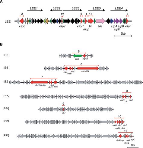 Deletion Of Effector Genes In Epec E A Representation Of The