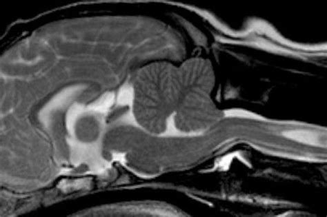 Dog Brain Mri