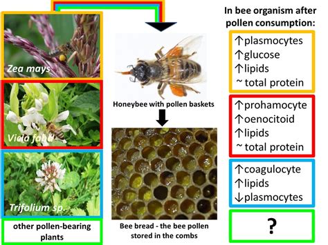 Honey Bee Nutrition and Feeding - Pet Food Guide