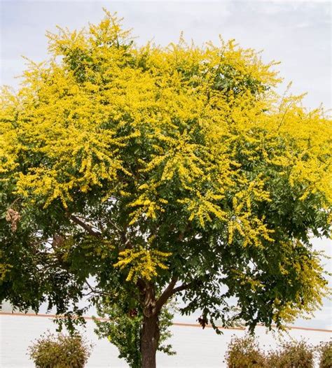 Golden Rain Tree Seeds Koelreuteria Paniculata Pride Of India