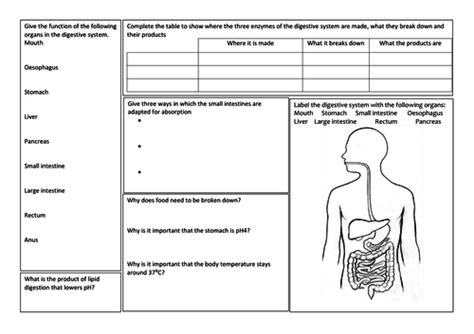 Gcse Biology Revision Mat The Digestive System Teaching Resources