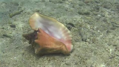 Carruchobotuto Strombus Gigas Queen Conch Youtube