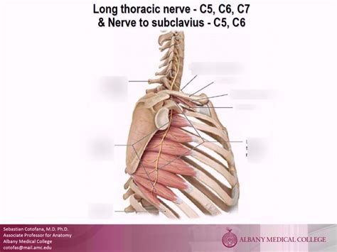 Long Thoracic Nerve Diagram