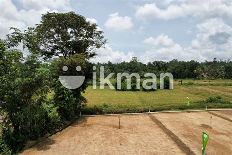 Paddy Field Facing Lots Horana Ikman