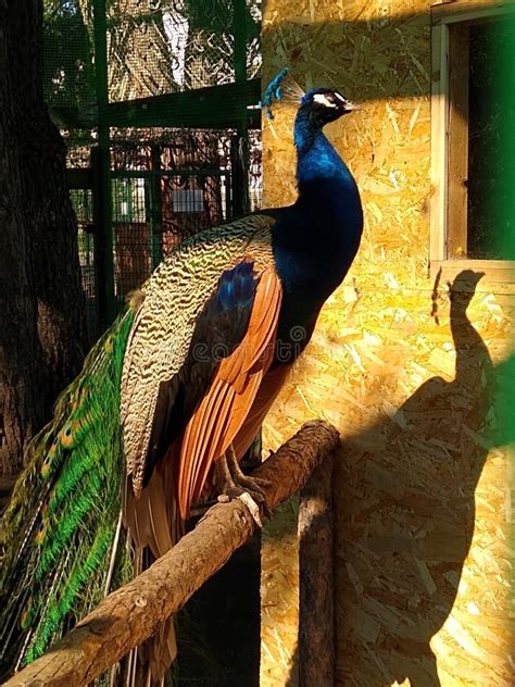 Peacock Mating Dance in an Aviary at the Zoo Stock Photo - Image of ...