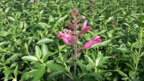 Salvia Greggii Wild Thing Perennial Plant Sale Shipped From Grower