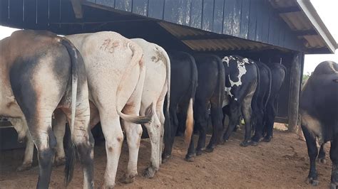 chegando o final do semi confinamento a pasto a boiada esta só a bola