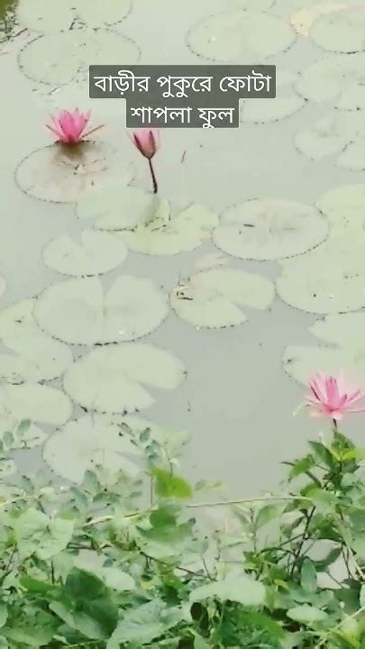 pukure lal sapla shapla bangladesh youtube