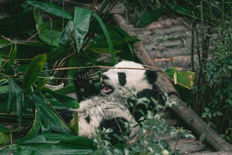 The Giant Panda Breeding Research Base in Chengdu