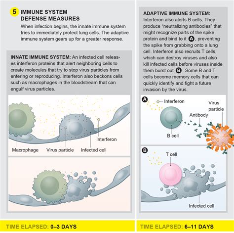 A Visual Guide To The Sars Cov Coronavirus Scientific American