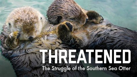 Threatened: The Struggle of the Southern Sea Otter | Kanopy