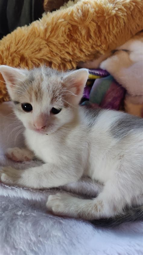 Lego growing into a big kitten : r/kittens