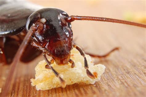 Cockroach eating stock photo. Image of rice, side, feeding - 16088644