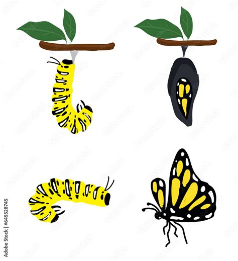 The Butterfly Life Cycle Vector Butterfly Developmental Process Stock