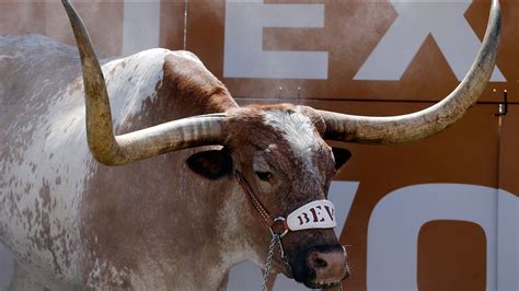 UT mascot Bevo diagnosed with cancer, will retire - ABC13 Houston