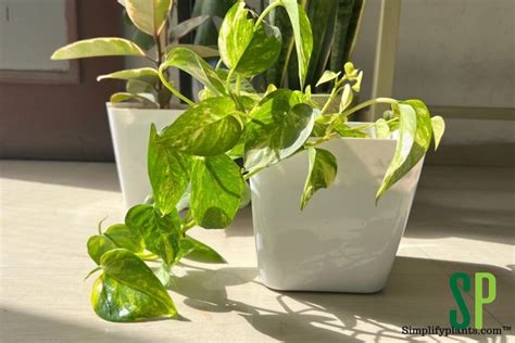 Do Pothos Flower When How Simplify Plants