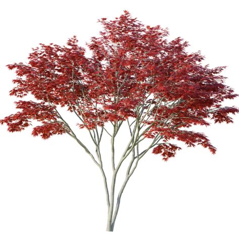 Tree Small Decorative Red Tree Acer Palmatum Japanese Maple Palmate Maple 3 Pieces