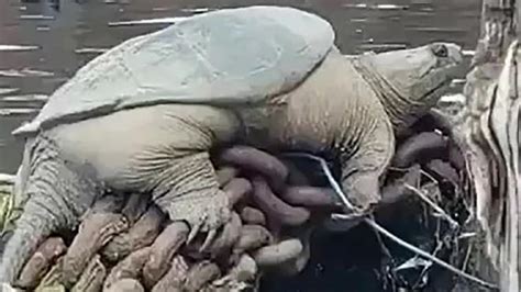 Giant Snapping Turtle Dubbed Chonkosaurus Spotted In Chicago River