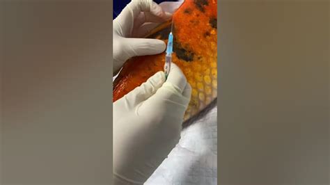 How To Give An Intramuscular Injection In A Fish Youtube