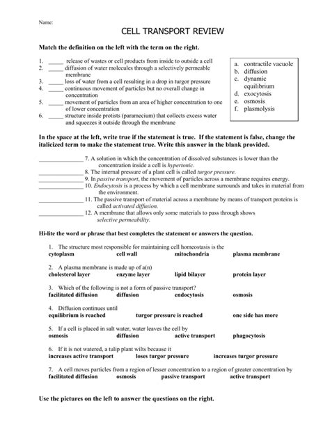 Cell Membrane Transport Worksheet Answers